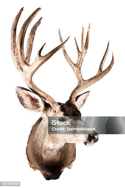 鹿の頭部 - シカのストックフォトや画像を多数ご用意 - シカ, 枝角, カットアウト