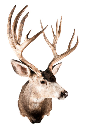 Stock photo of a taxidermied deer head.  High quality professional mount.  Isolated in camera, not cut out.