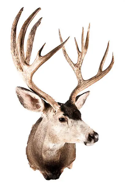 Stock photo of a taxidermied deer head.  High quality professional mount.  Isolated in camera, not cut out.