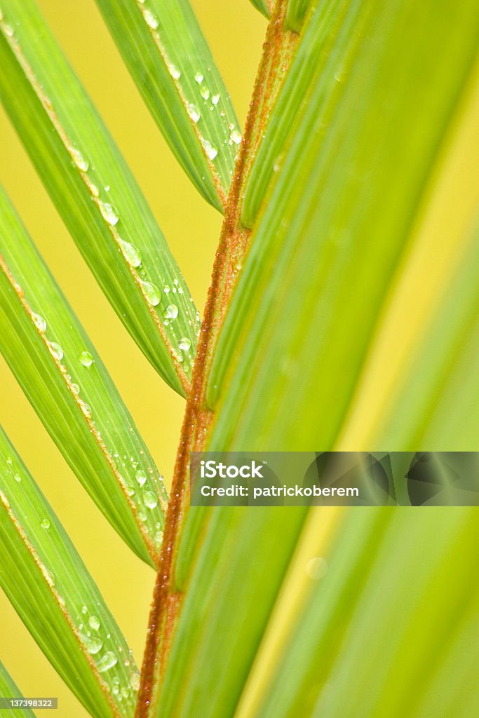 Tropische - Lizenzfrei Baum Stock-Foto