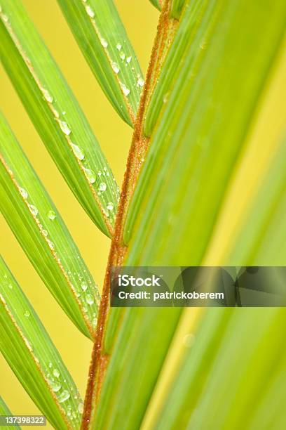 Tropische Stockfoto und mehr Bilder von Baum - Baum, Blattfiedern, Extreme Nahaufnahme