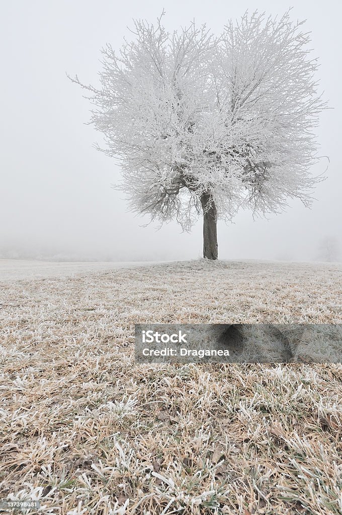 Frozen tree Frozen tree in the misty morning. Bare Tree Stock Photo