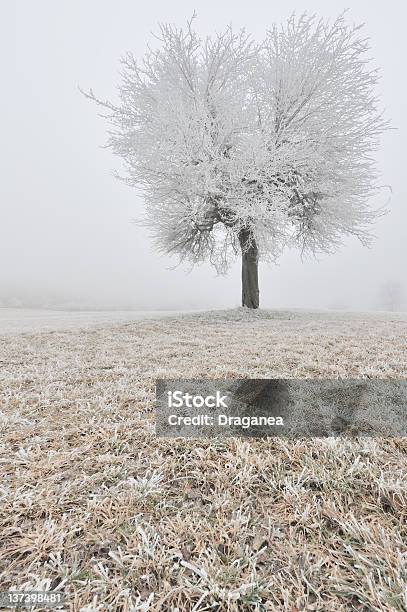 Frozen Tree Stock Photo - Download Image Now - Bare Tree, Cold Temperature, Fog