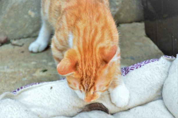istock A caramel-colored cat cub entering the walk 1373998799