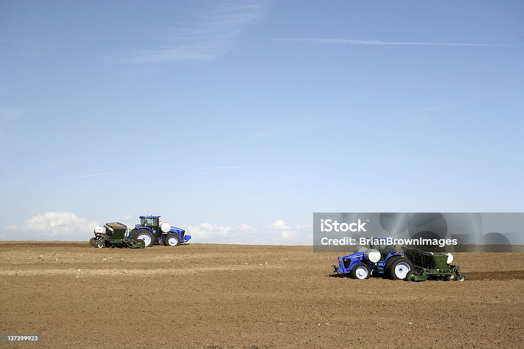 Frühling Pflanzen - Lizenzfrei Kartoffel - Wurzelgemüse Stock-Foto