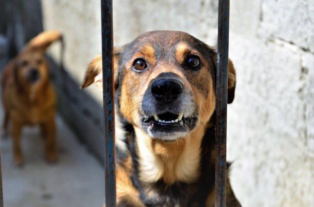 istock Look of a breedless dog set in backyard 1373999359