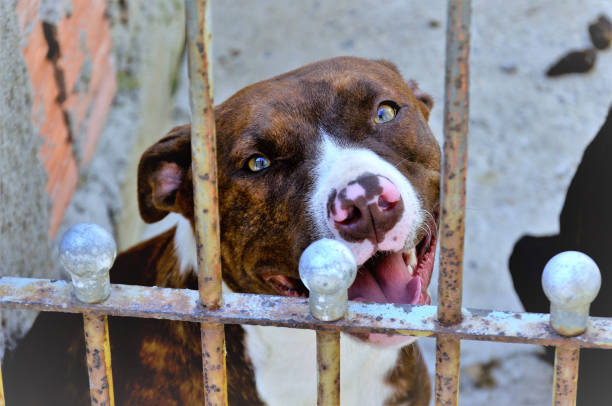 istock Look of a beautiful American pit bull terrier 1373999361
