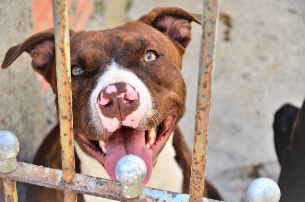 istock A brown American pit bull terrier with white 1373999925