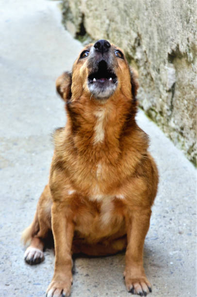 istock Caramel colored dog barking in backyard 1374002946