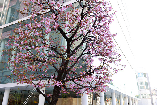 Low angle view of modern corporate buildings with cherry blossoms.