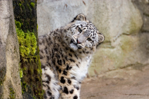 Curious snow leopard