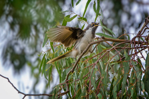 istock Baby Blue Faced Honeyeater (Entomyzon cyanotis) 1374026657