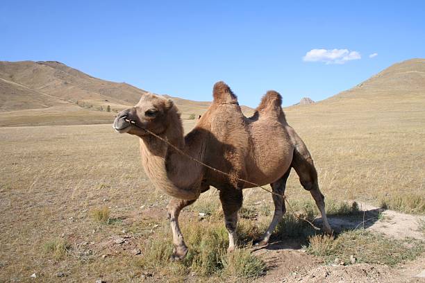 istock Camel in the steps of Mongolia 137403407