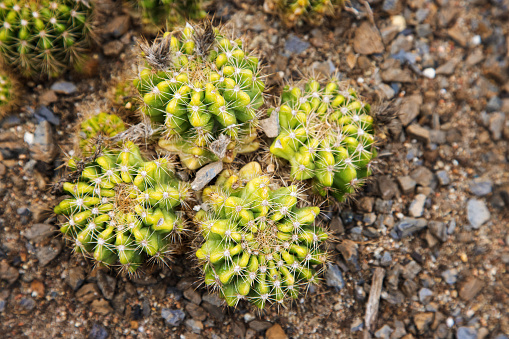 Echinopsis calochlora top down view nature background. Beautiful cactaceae plant captured in Winter.