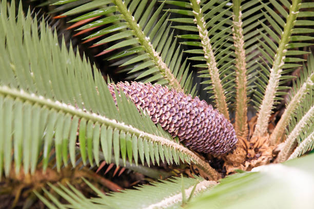 Dioon edule or chestnut dioon, also known as Palm of the Virgin, leaves detail nature background.