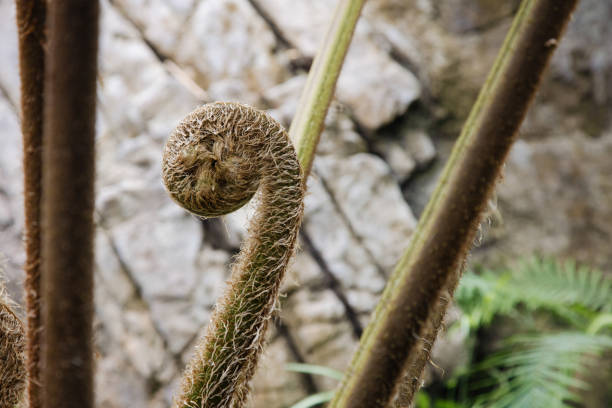 Fern fiddlehead in rock garden on an overcast day.