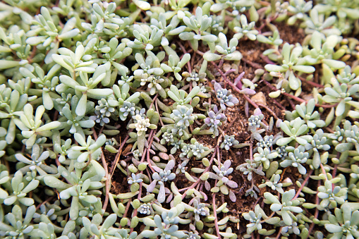Sedum Album or white stonecrop, close-up in winter prior to blooming.