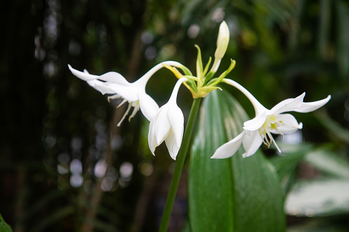 Amazon Lily in bloom (Urceolina amazonica),