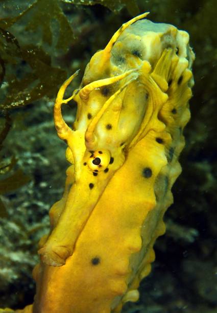 istock Big bellied sea horse 1374070746