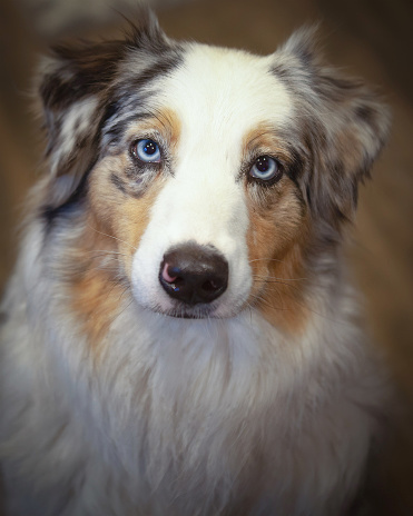 An Australian Sheppard dog looking at the camera with a natural green background.