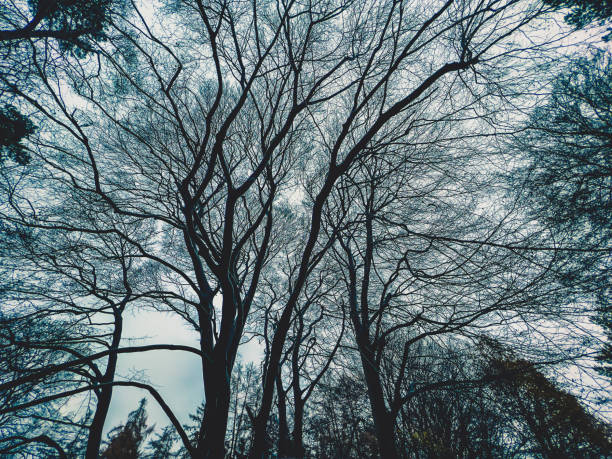 View into the treetops without leaves in the evening hours.