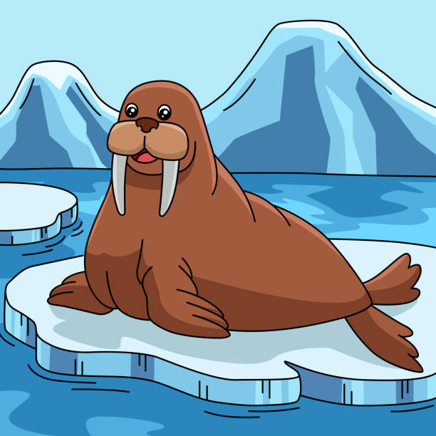 Walrus On Ice Floe Cartoon Colored Illustration Stock Illustration -  Download Image Now - Walrus, Animal, Animal Wildlife - iStock