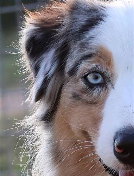 istock Close Up Half Face Dog Portrait 1374117562