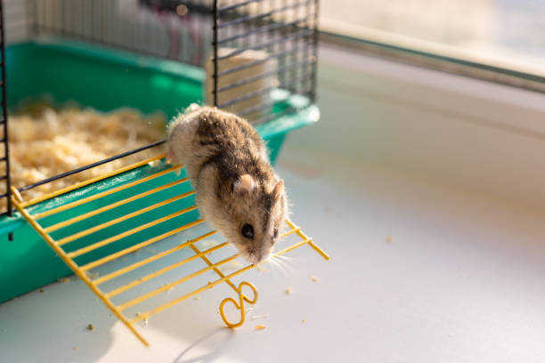istock Funny hamster peeking out of cage, selective focus 1374146181