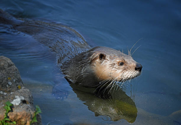 istock Profile of Young River Otter in Blue Water 1374148232