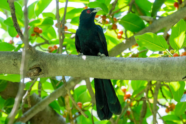Indian Koel sitting in a branch The Asian koel is a member of the cuckoo order of birds, the Cuculiformes. It is found in the Indian Subcontinent, China, and Southeast Asia. common cuckoo stock pictures, royalty-free photos & images