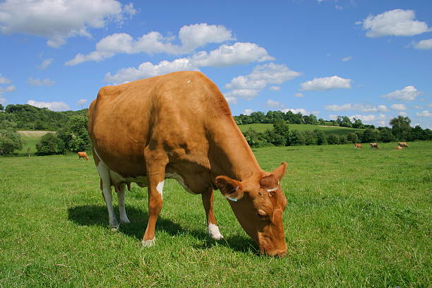 ガーンジー島牛 - guernsey cattle ストックフォトと画像