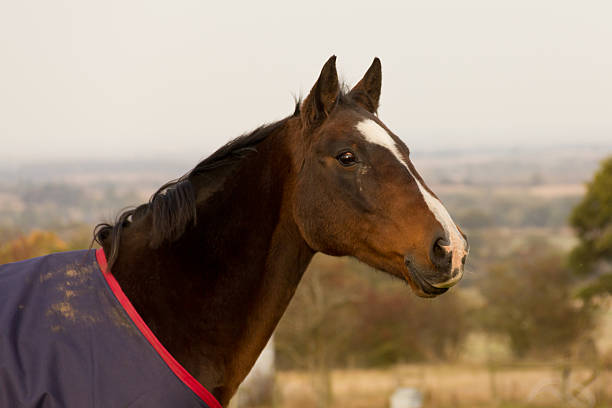 istock Close up of startled looking bay horse. 137415700