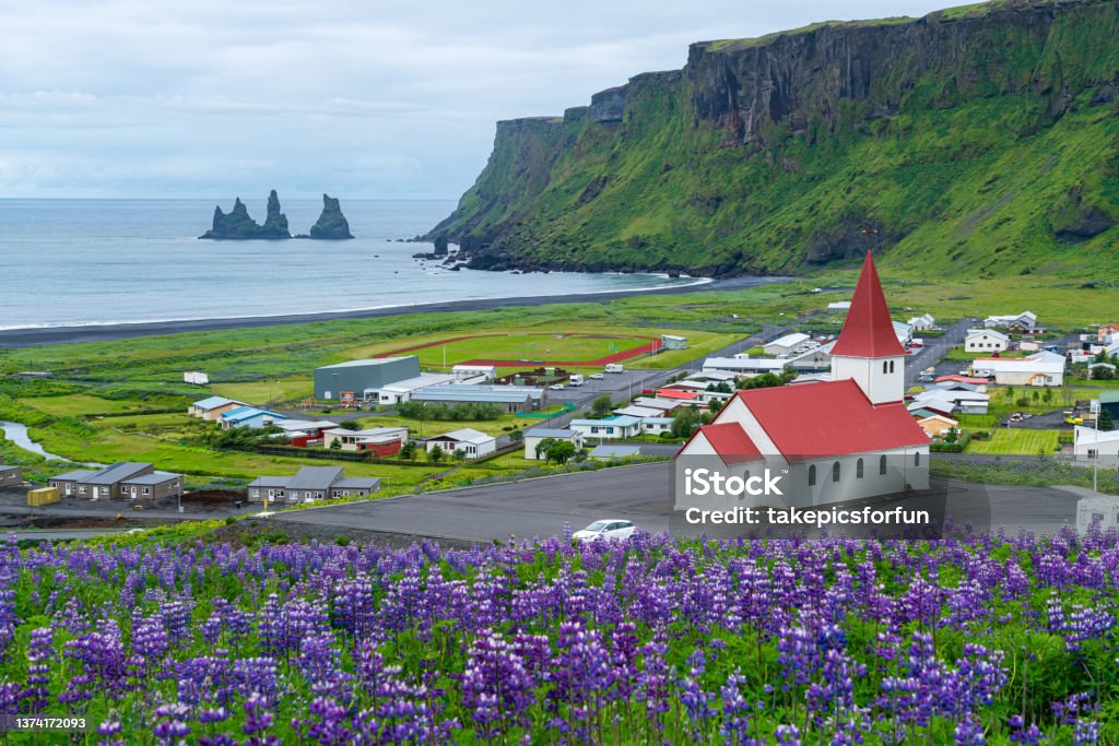 Beautiful aerial view of red Reyniskirkja church. Beautiful aerial view of red Reyniskirkja church on the mountain and Nootka Lupine flower field at Vik, Iceland. Flower Stock Photo