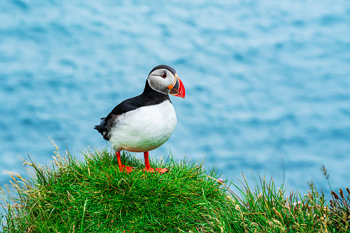 Atlantic Puffin bird standing on the cliff at Latrabjarg with blue sea water in the background.