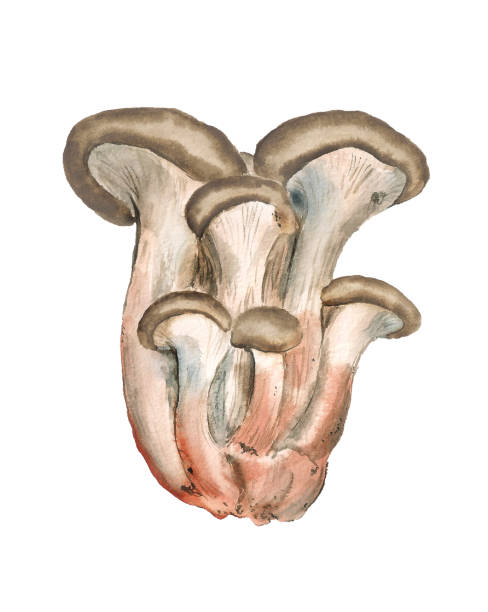 Oyster mushroom Watercolor image of oyster mushrooms on white background oyster mushroom watercolor stock illustrations