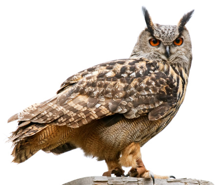 Eagle owl isolated