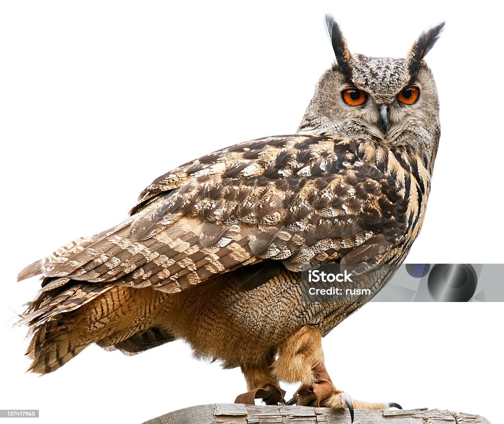 Eagle owl na białym tle - Zbiór zdjęć royalty-free (Sowa)