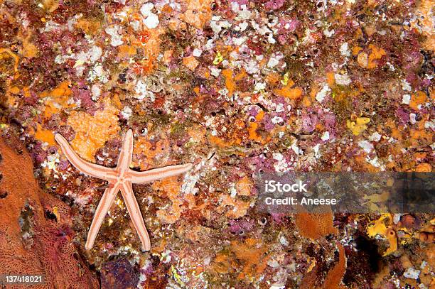 Photo libre de droit de Rocky Reef Avec Une Étoile De Mer banque d'images et plus d'images libres de droit de Animaux à l'état sauvage - Animaux à l'état sauvage, Anémone de mer, Horizontal