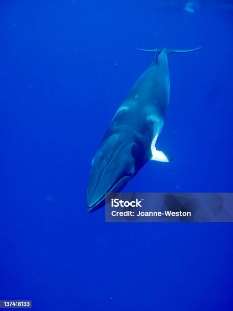 Photo libre de droit de Minke En Bleu banque d'images et plus d'images libres de droit de Baleine - Baleine, Animaux à l'état sauvage, Au fond de l'océan