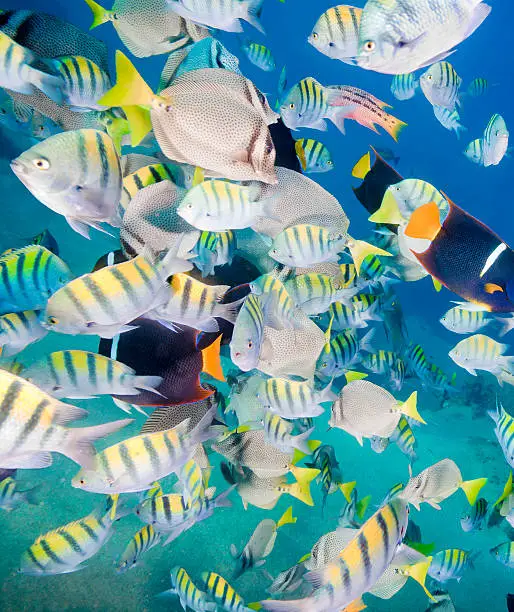 Large school of colorful tropical fish in the clear blue sea. Some of the fish include: Yellowtail surgeonfish (Prionurus punctatus ), Sergeant Major or píntano (Abudefduf saxatilis)is a type of damselfish, King Angelfish (Holocanthus passer) and a Mexican hogfish (Bodianus diplotaenia). Shot in the Sea of Cortez off of Cabo San Lucas, California Baha, Mexico