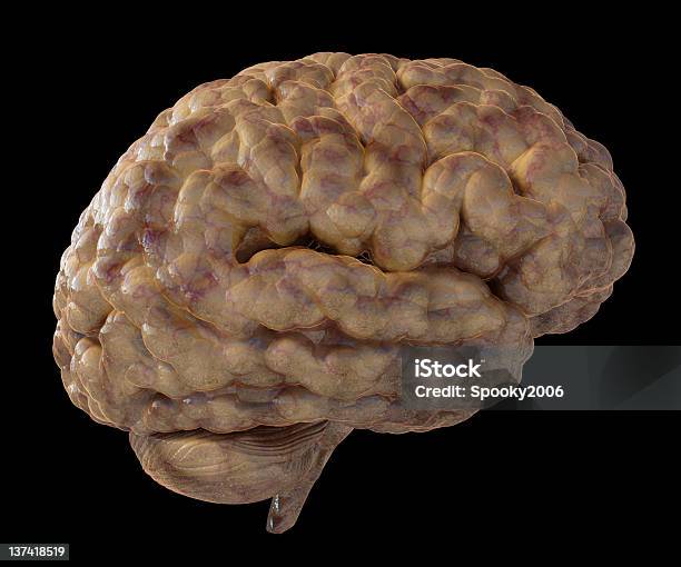 Ilustracja Przedstawiająca Świeże Wilgotna Mózgu - zdjęcia stockowe i więcej obrazów Hipokamp ssaka - Hipokamp ssaka, Ludzie, Anatomia człowieka