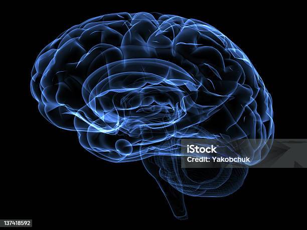 Brain Stock Photo - Download Image Now - X-ray Image, Inside Of, Vehicle Part