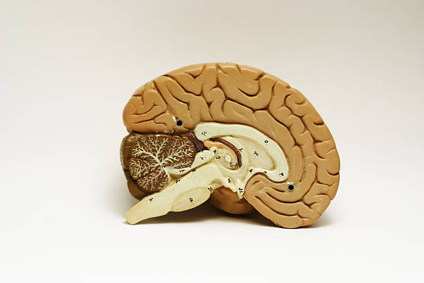 cerebro cruzamiento sectioned. - sectioned fotografías e imágenes de stock