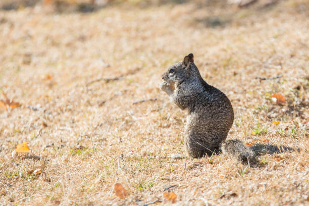 California ground squirrel forging in dry grass foraging, feeding, eating, california, california ground squirrel, ground squirrel, field, closeup, natural, summer, grass, rodent, brown, squirrel, mammal, wildlife, nature, animal, wild california ground squirrel otospermophilus beecheyi stock pictures, royalty-free photos & images