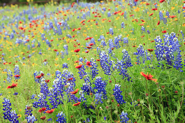 istock Texas Hill Country in the spring 137419979