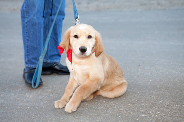 istock Golden Lab puppy with a red bow 137420493