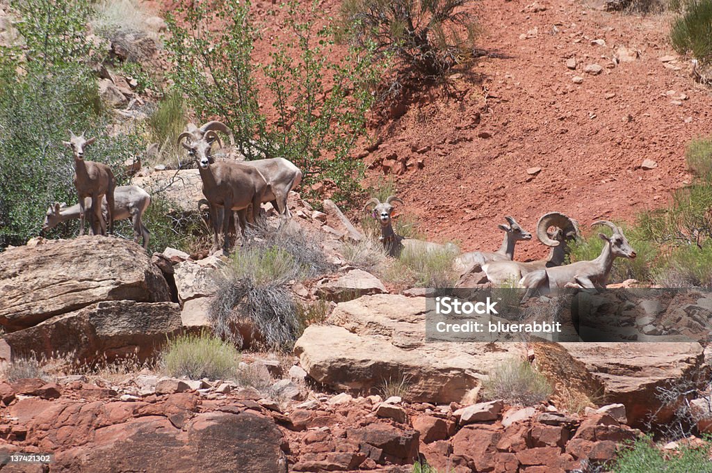 Wild Desert Bighorn Sheep in the Colorado National Monument Herd of desert bighorn sheep in Fruita Canyon in the Colorado National Monument in spring Colorado National Monument Stock Photo