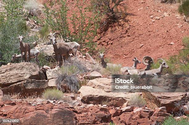 Wild Desert Bighorn Sheep In The Colorado National Monument Stock Photo - Download Image Now