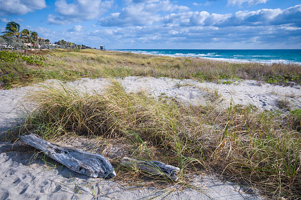 southeast florida coastline scenic Florida coast with driftwood in the foreground delray beach fl stock pictures, royalty-free photos & images