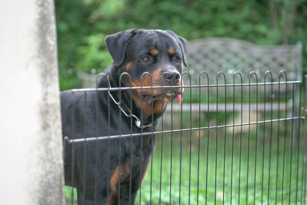 istock Rottweiler dog looking fierce 1374232569